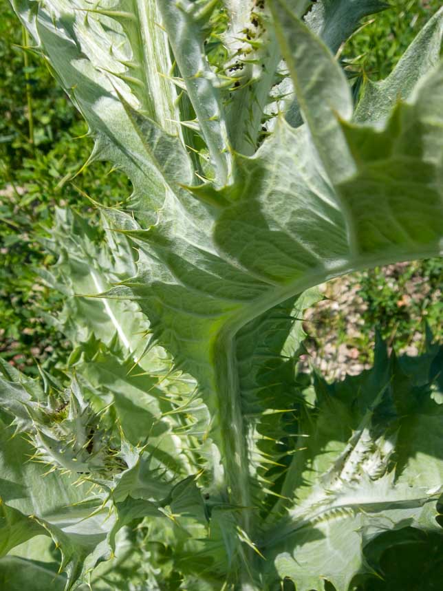 Onopordum acanthium /Onopordo tomentoso